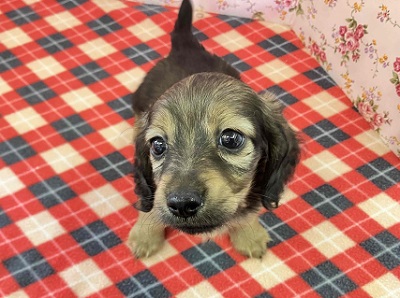 ヤマトナデシコ色変化⁉シェーデッドレッドのダックスちゃん入舎♥ ミニチュアダックス