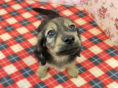 ヤマトナデシコ色変化⁉シェーデッドレッドのダックスちゃん入舎♥ ミニチュアダックス