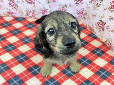 ヤマトナデシコ色変化⁉シェーデッドレッドのダックスちゃん入舎♥ ミニチュアダックス