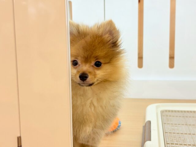 ポメラニアン