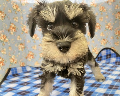 ミニチュアシュナウザー