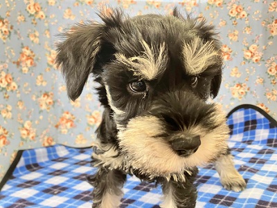 ミニチュアシュナウザー