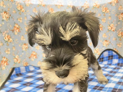 ミニチュアシュナウザー