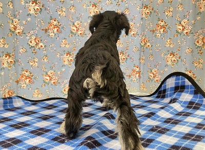 ミニチュアシュナウザー