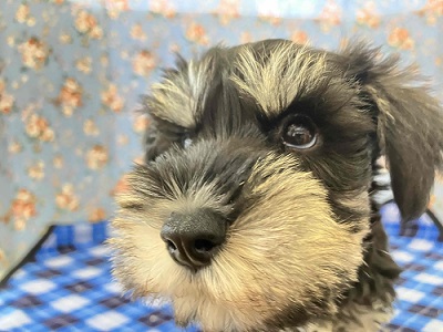 ミニチュアシュナウザー