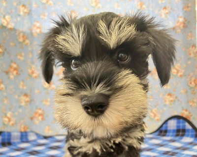 ミニチュアシュナウザー