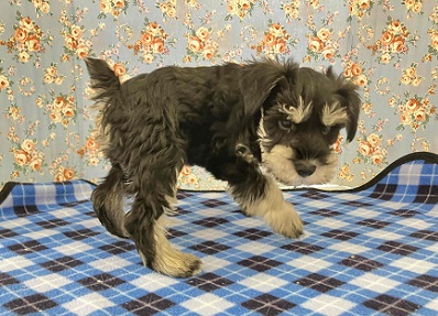 ミニチュアシュナウザー