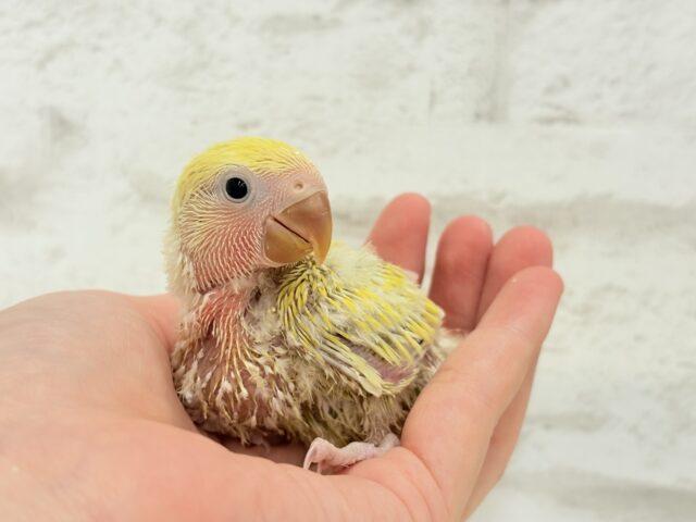 コザクラインコ（小桜インコ）