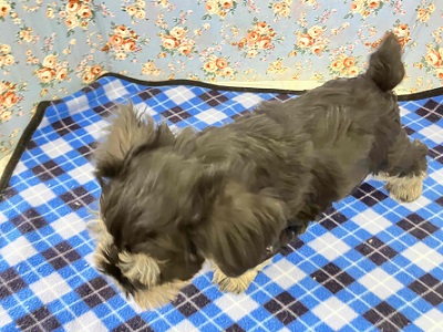 ミニチュアシュナウザー