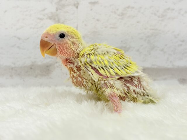 コザクラインコ（小桜インコ）