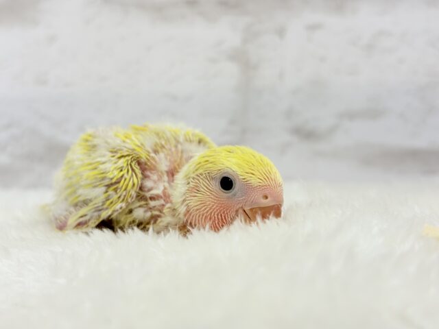 コザクラインコ（小桜インコ）