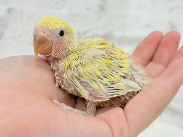 コザクラインコ（小桜インコ）