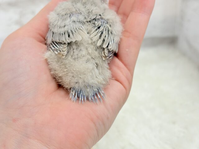 【最新画像更新🪄】ふんわり柔らか♡コザクラインコ ヒナ コザクラインコ(小桜インコ)