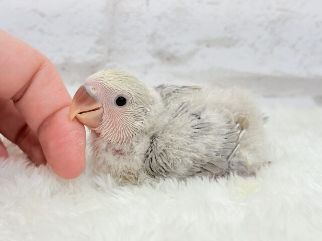 【最新画像更新🪄】ふんわり柔らか♡コザクラインコ ヒナ コザクラインコ(小桜インコ)