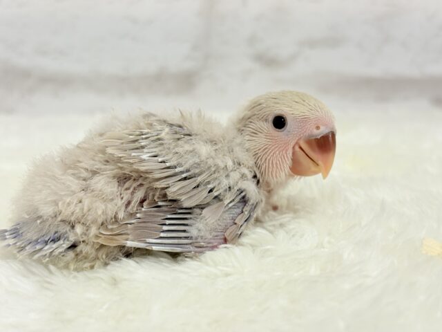 【最新画像更新🪄】ふんわり柔らか♡コザクラインコ ヒナ コザクラインコ(小桜インコ)