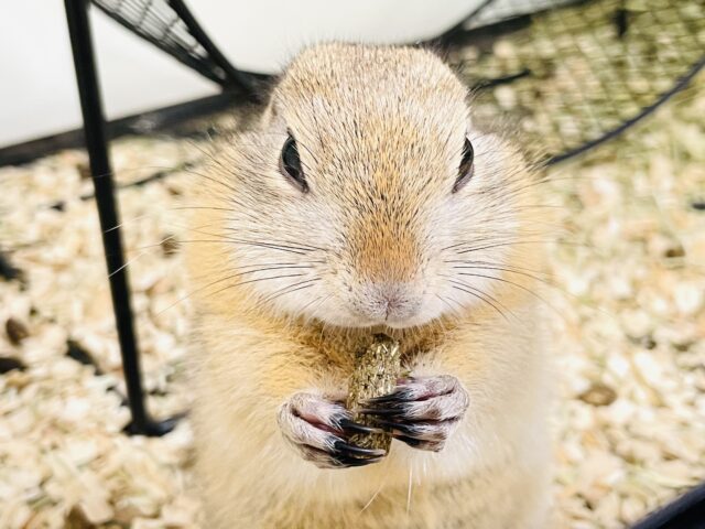 リチャードソンジリス