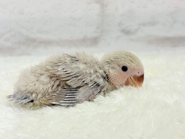 【最新画像更新🪄】ふんわり柔らか♡コザクラインコ ヒナ コザクラインコ(小桜インコ)