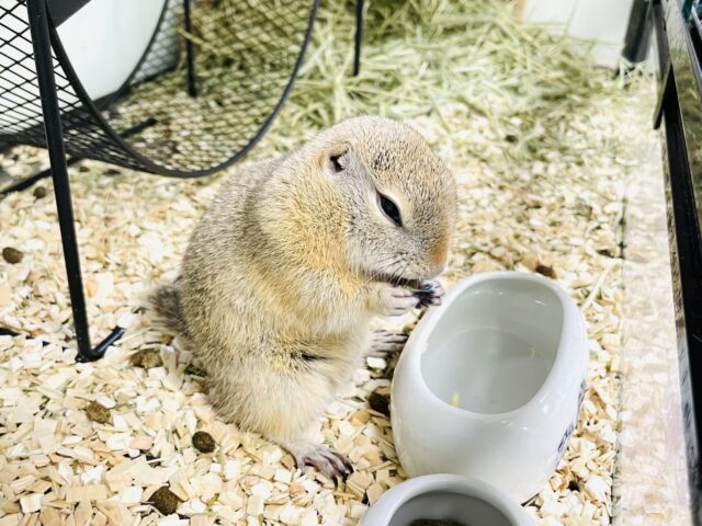 リチャードソンジリス