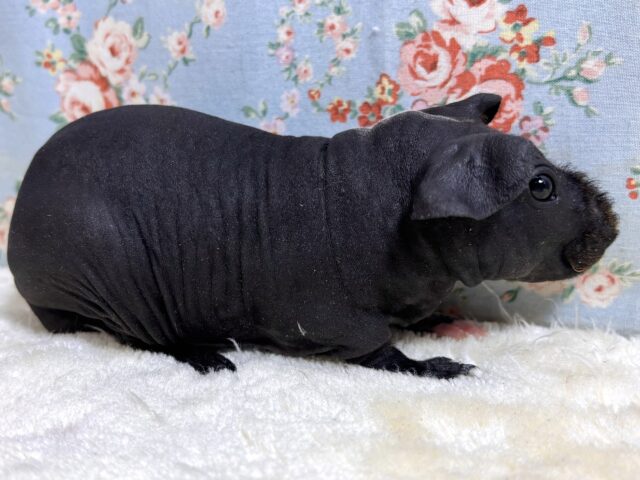 スキニーギニアピッグ