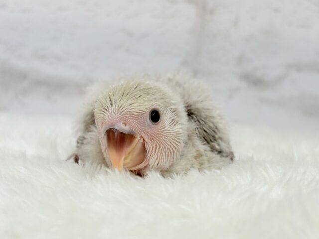 【最新画像更新🪄】ふんわり柔らか♡コザクラインコ ヒナ コザクラインコ(小桜インコ)