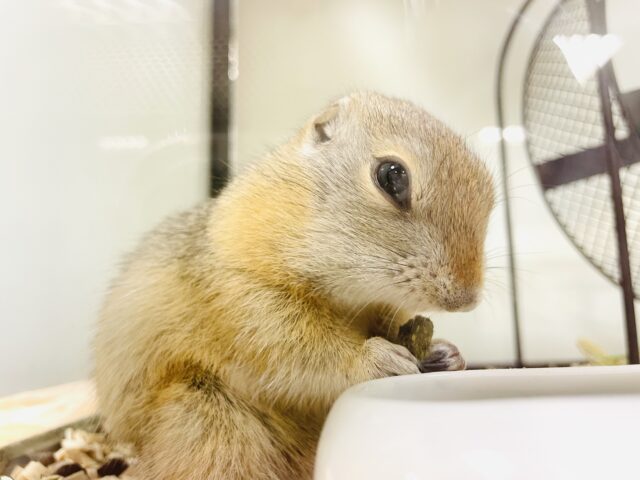 リチャードソンジリス