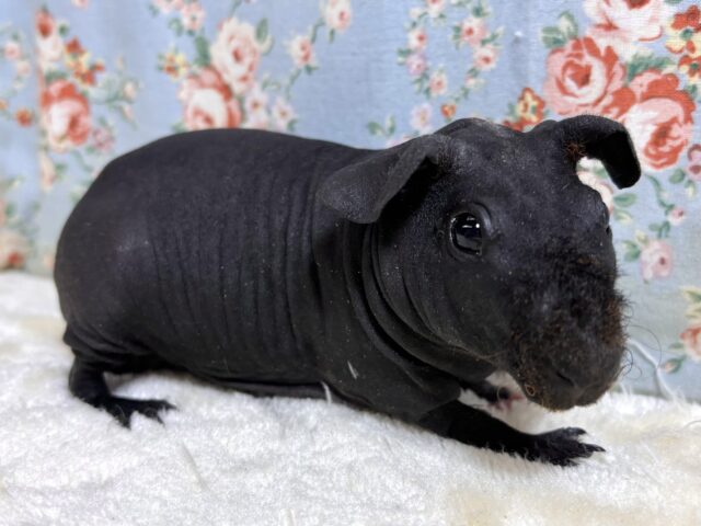 スキニーギニアピッグ