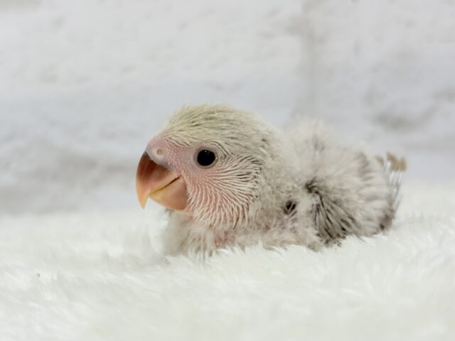 【最新画像更新🪄】ふんわり柔らか♡コザクラインコ ヒナ コザクラインコ(小桜インコ)