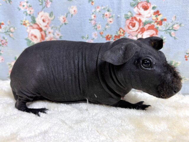 スキニーギニアピッグ