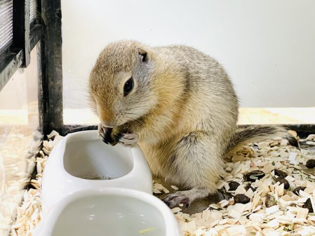 リチャードソンジリス