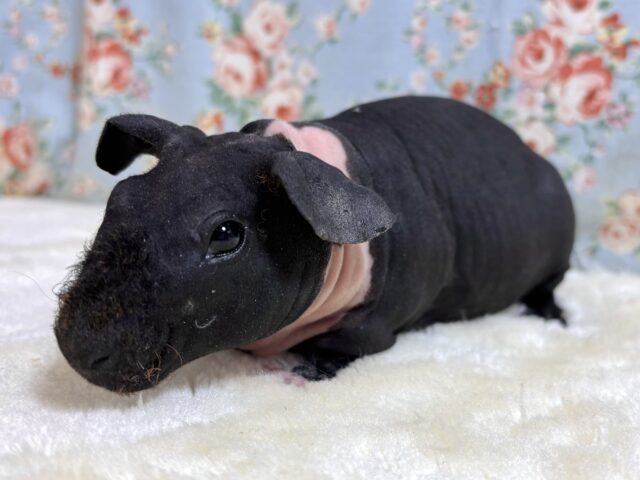 スキニーギニアピッグ