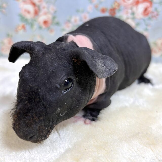 スキニーギニアピッグ ブラック系 男の子 🌃🖤⟡.·