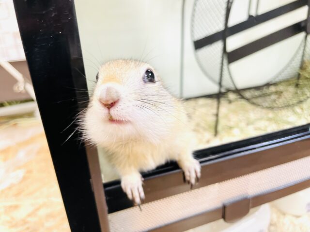 リチャードソンジリス