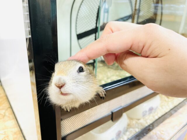 リチャードソンジリス