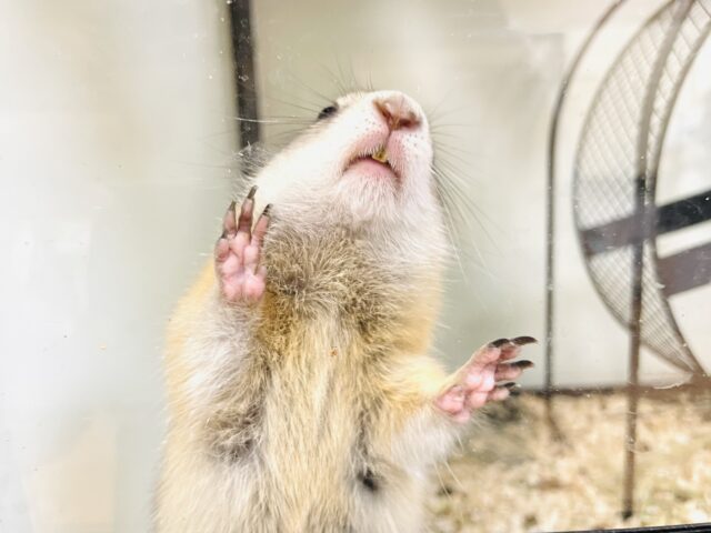 リチャードソンジリス