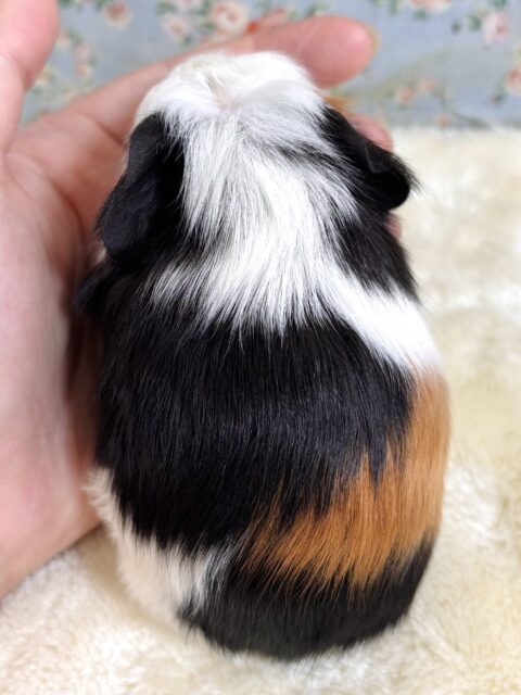 クレステッドモルモット