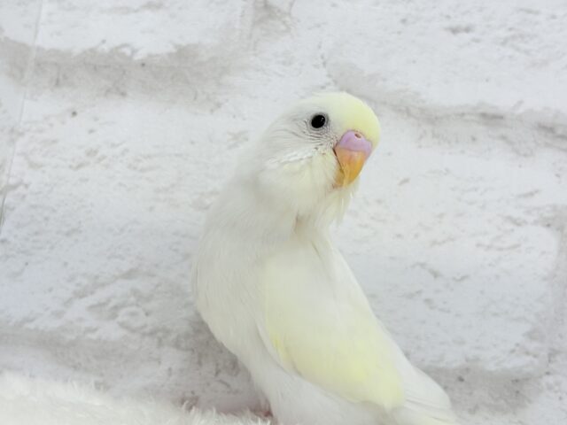 【最新画像更新🪄】ふわふわのひよこちゃんみたい🐥🍬セキセイインコ(クリーム) ヒナ セキセイインコ