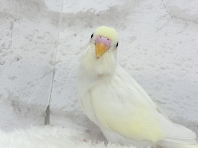 【最新画像更新🪄】ふわふわのひよこちゃんみたい🐥🍬セキセイインコ(クリーム) ヒナ セキセイインコ