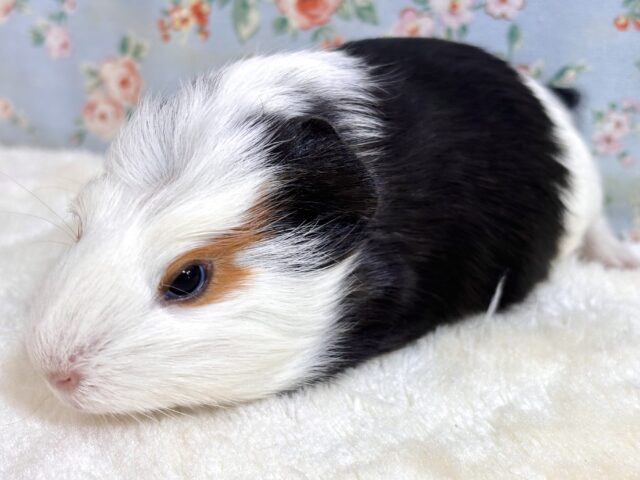 クレステッドモルモット