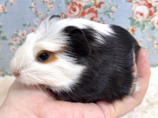 クレステッドモルモット