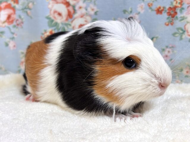 クレステッドモルモット