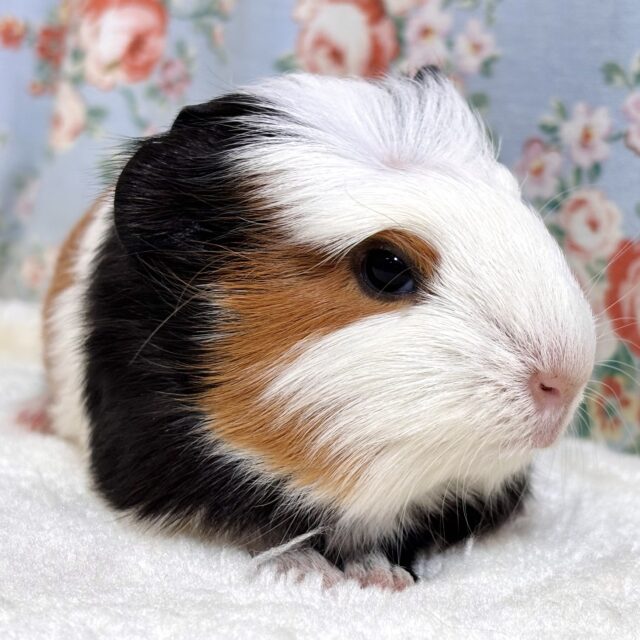 クレステッドモルモット 3色 ‪🧡‬‪☕𓈒𓏸︎︎︎︎