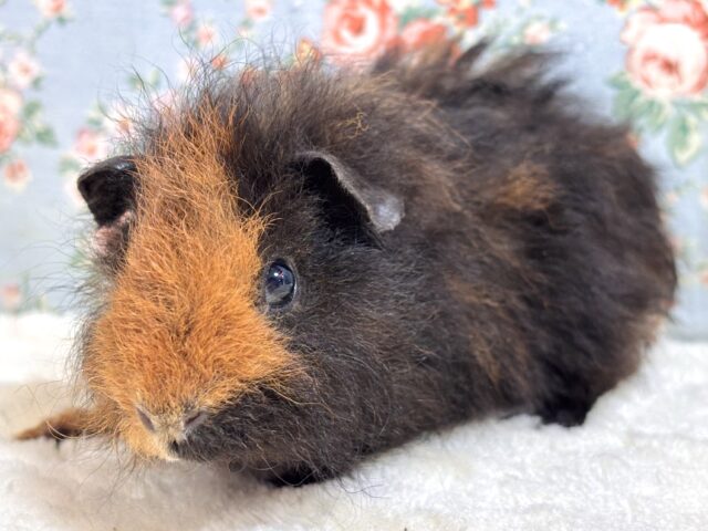 テッセルモルモット