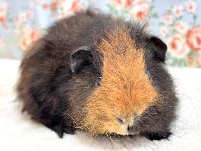 テッセルモルモット