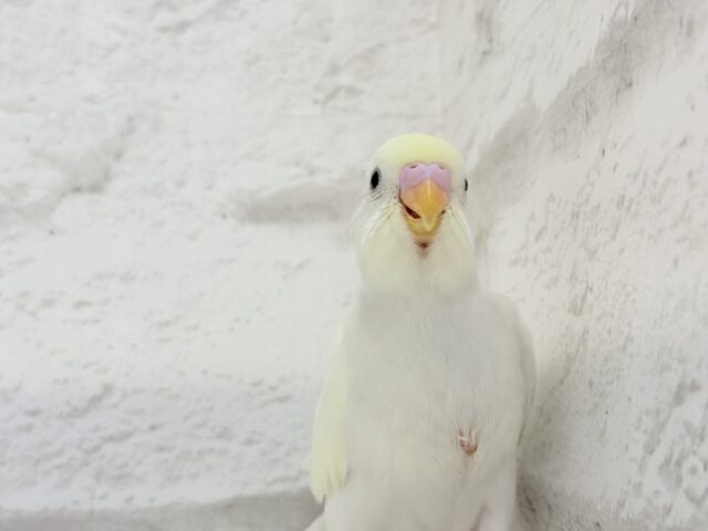 【最新画像更新🪄】ふわふわのひよこちゃんみたい🐥🍬セキセイインコ(クリーム) ヒナ セキセイインコ