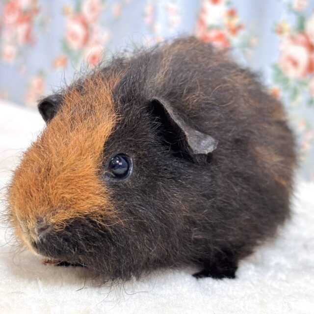テッセルモルモット 茶×黒 🍪🍩☕𓈒𓏸︎︎︎︎