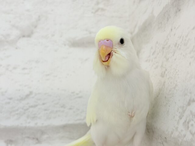 【最新画像更新🪄】ふわふわのひよこちゃんみたい🐥🍬セキセイインコ(クリーム) ヒナ セキセイインコ