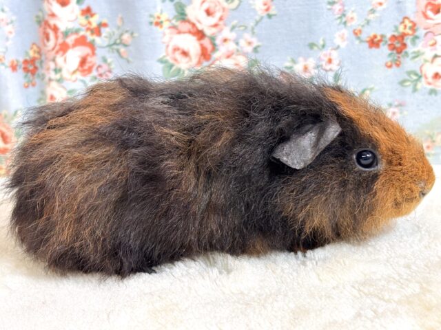テッセルモルモット