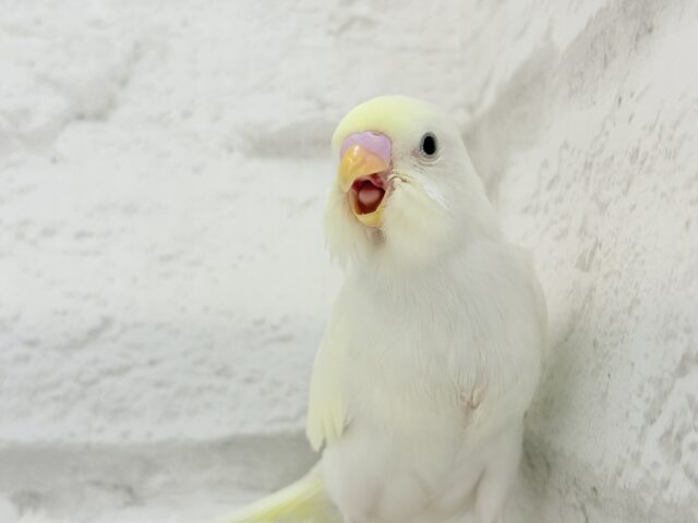 【最新画像更新🪄】ふわふわのひよこちゃんみたい🐥🍬セキセイインコ(クリーム) ヒナ セキセイインコ