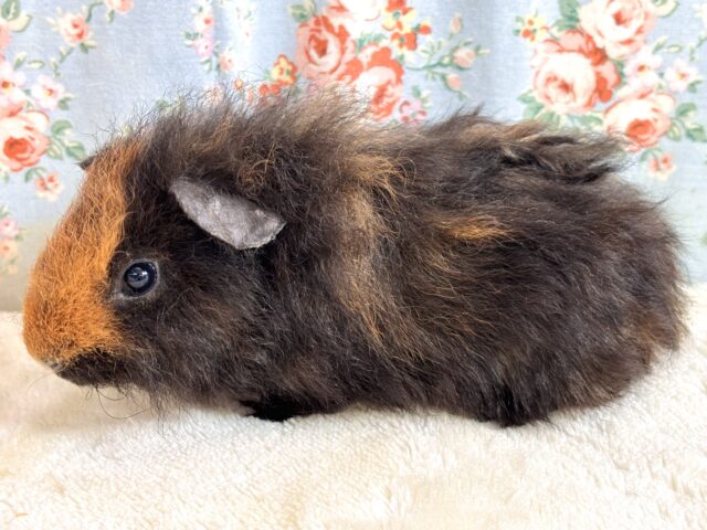 テッセルモルモット