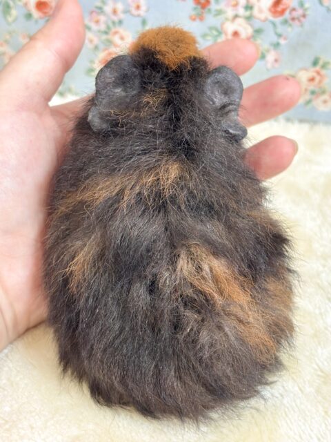 テッセルモルモット